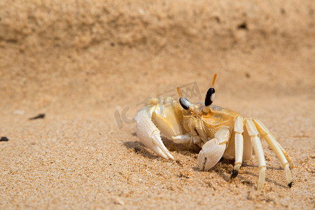 小螃蟹摄影照片_小螃蟹粗粗地放在海滩上的黄沙滩上。东南亚.水平.