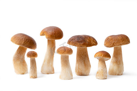 mushroom摄影照片_在白色背景上孤立的一组棕色帽子Boletus Edulis 。厨房里有可食用的蘑菇.没人