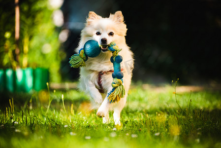 波美拉尼亚狗德国斯皮茨 · 克莱恩拿着一个朝相机跑去的玩具.