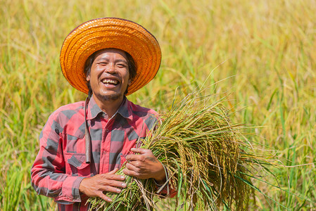 快乐的农夫抱着米, 在炎热的阳光下看着稻田里的相机.