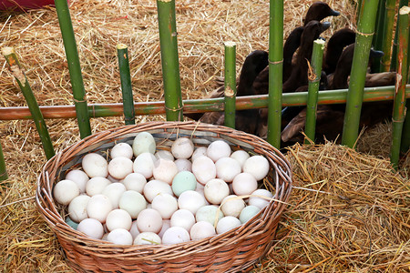 鸡生蛋摄影照片_在有机农场的柳条篮子里放蛋