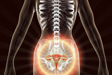 女性妇科器官突出于身体内部