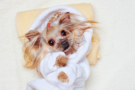 漂亮的约克郡猎犬小狗在浴袍上穿着浴袍