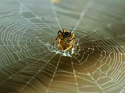 大型蜘蛛网,野生动物