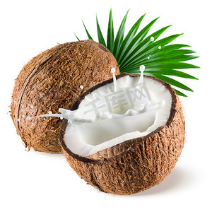 带有乳汁飞溅和白色背景叶子的椰子