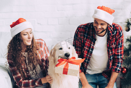 可爱的金毛猎犬与礼品盒在嘴和夫妇在圣诞老人帽子在圣诞节在家里