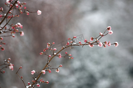 有粉红色花蕾的树枝上覆盖着雪和霜