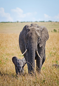 非洲大草原上的大象。在乔贝国家公园的高草中站着大象