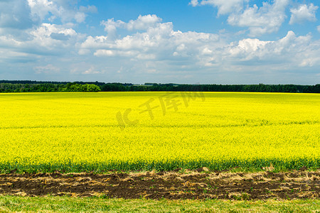 landscape摄影照片_Bright yellow field of oilseed rapeseed. Field of rapeseed with dark stripe of plowed land in foreground and forest on background. Use for text, as natural background, landscape flowers concept.