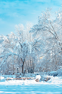 在阳光明媚的日子里, 风景秀丽的冬日乡村风光, 树木被雪覆盖