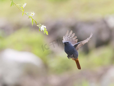 翅膀大翅膀摄影照片_栖息在树枝上的大鸟