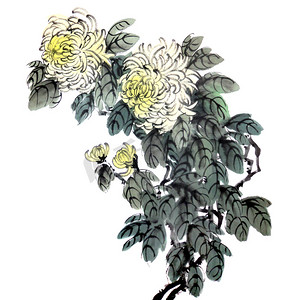 painting摄影照片_Watercolor of chrysanthemum flower, traditional chinese ink and wash painting. Stock illustration isolated on white background for your design.