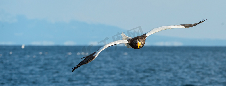 成人史泰勒的海鹰在飞行。前视图。科学名称: haliaeetus pelagicus。蓝天和海洋背景.