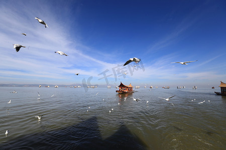 海滩风摄影照片_ 2019年1月15日, 中国西南云南省昆明市滇池附近有大量黑头海鸥