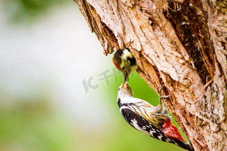 木科摄影照片_可爱的木鸟。绿色森林背景。鸟：中斑点木鸟。登德罗科波斯·梅杜斯.