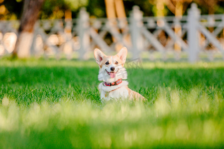 爱玩的彭布罗克威尔士科尔吉犬白天在户外摆姿势  