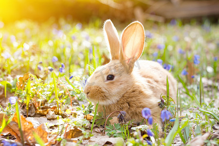 蓝色绒摄影照片_一个蓝色的春花与一个小蓬松的红色兔子, 复活节兔子的林间空地