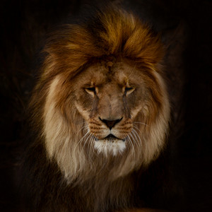 具有黑色背景的华丽雄狮的肖像
