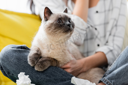 猫在皱皱纸餐巾纸附近的选择性焦点及对模糊背景过敏的妇女，切视