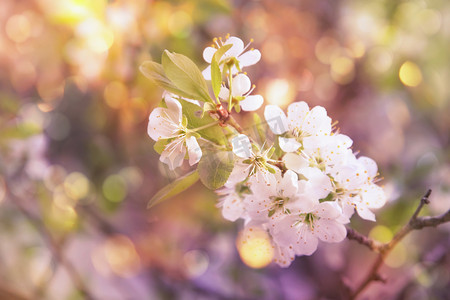 春花背景。 美丽的自然景观,白花繁茂,阳光灿烂. 春花