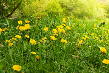 春天蒲公英的花坛.许多黄色的花，青草和温暖的光.