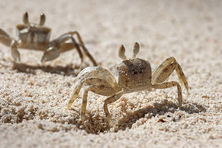 幽灵蟹（Ocypode sp.）), in the sand, Praslin Island, Seychelles, Africa