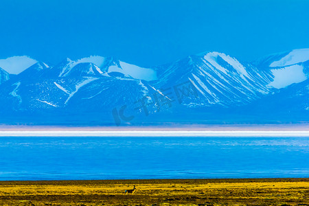 哈拉湖和雪封盖奇莲山脉，青藏板塔，中国