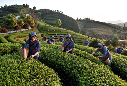 day1摄影照片_中国农民在清明节或清明节前的茶园收获茶叶生产明千 (字面意思是 