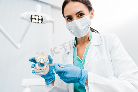 女性口腔科医生显示与牙套的牙科下巴模型 