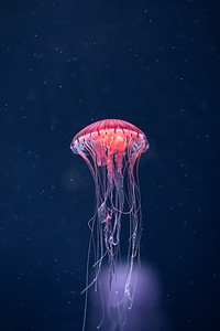 在水下发光的水母菊花