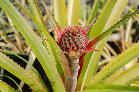 苞片摄影照片_菠萝花序从多个卵巢的果实形式的茎中生长出来的侧视图, 顶部呈粉红色和黄色的苞片螺旋状, 并被锐利的倒钩边缘的叶子包围.