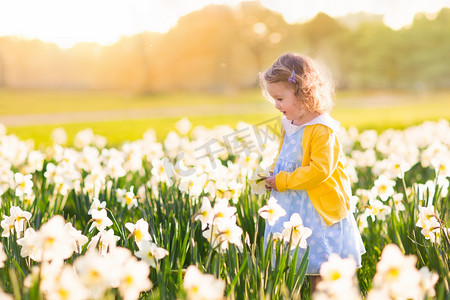 Little girl in daffodil field