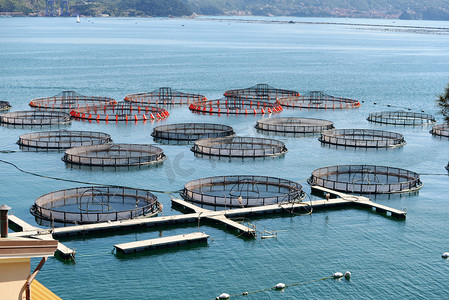 交易摄影照片_鱼类养殖在拉斯佩齐亚，意大利
