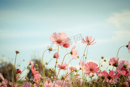 宇宙鲜花盛开的花园里