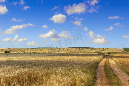 夏日风景。Alta Murgia 国立公园: 字段的小麦。-(阿普利亚) 意大利-