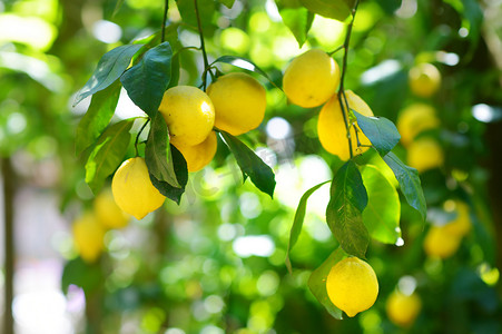 堆的新鲜成熟的柠檬树上