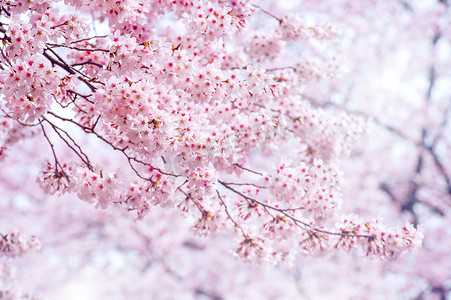 4月背景摄影照片_春天里的樱桃花，焦点柔和，背景在韩国的樱花季节.