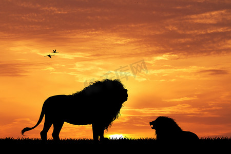 狮子日落时的剪影