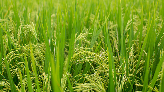 稻田上的绿草