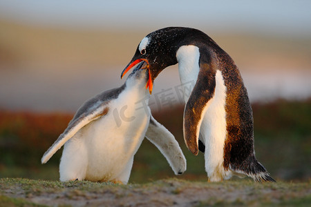 喂养的巴布亚企鹅的场景