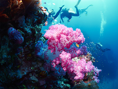 海上作业摄影照片_软珊瑚与潜水者