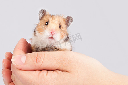 儿童动物背景摄影照片_在人类手中的小仓鼠