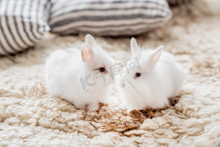 白色兔子摄影照片_可爱的白色兔子
