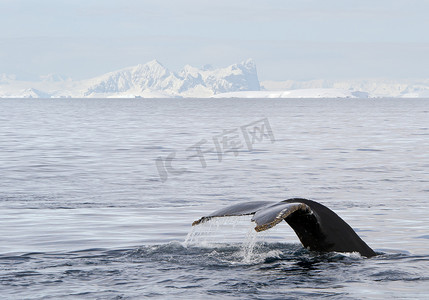 驼背鲸尾鳍与白雪皑皑的山脉，在背景下，南极半岛
