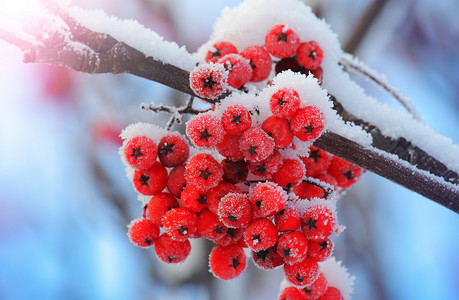 圣诞节活动摄影照片_冰霜覆盖的浆果