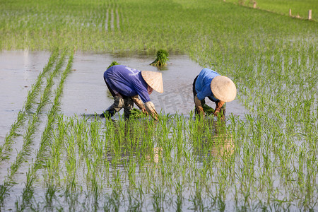 身份不明的农民种植水稻在越南
