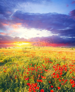 夏田与花在壮丽的日落。软焦点复古彩色自然背景