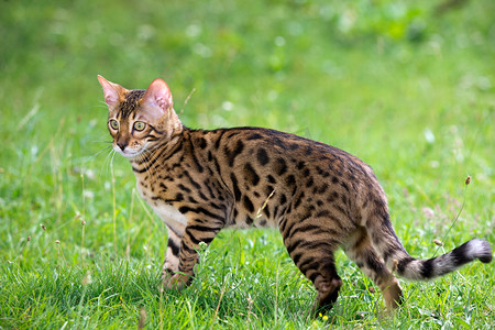 阳光小草摄影照片_运行在绿色草地上的猫