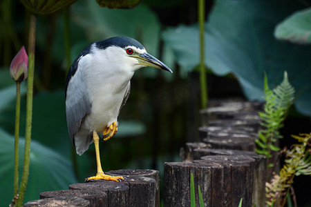 成年黑冠夜鹤在台北植物园莲花池寻找食物