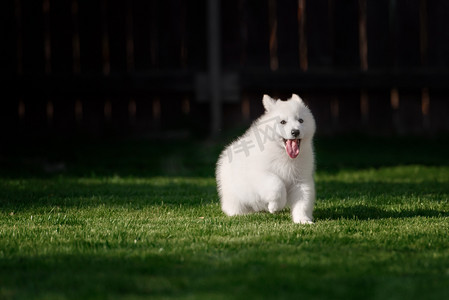 白色瑞士牧羊犬小狗